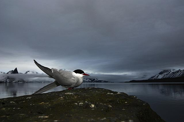 Galeria Wystawa polarnej fotografii przyrodniczej "Ptaki Spitsbergenu", obrazek 13
