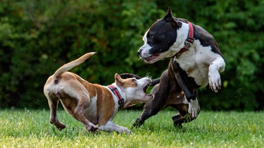 Pitbull zaatakował 13-latkę. "Bardzo krzyczała. To było okropne"