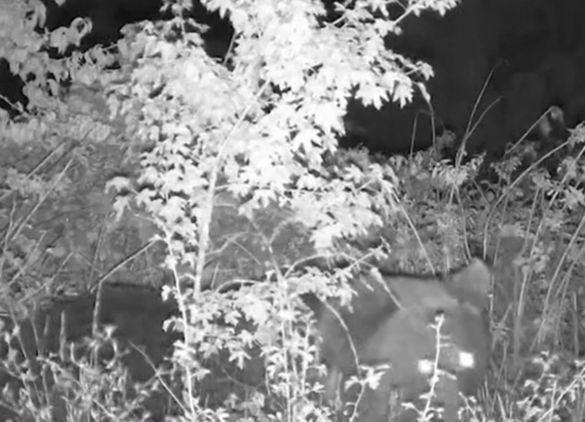 Medved na hranilištu