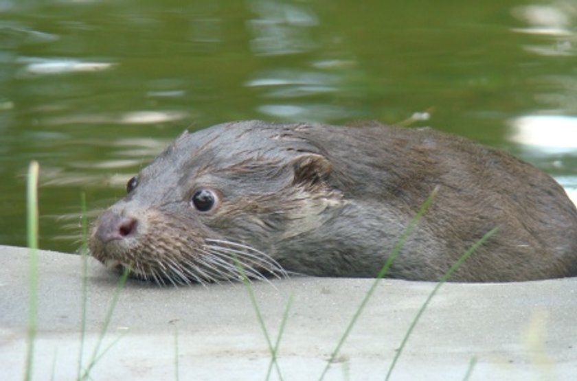 Nowa wydra w chorzowskim Zoo