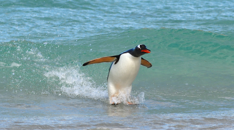 A Falkland-szigetek mellett szörföző pingvinek tökéletesen uralták a hullámokat /Fotó: Profimedia-Reddot