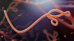 Lek na ebolę na szybkiej ścieżce rejestracyjnej