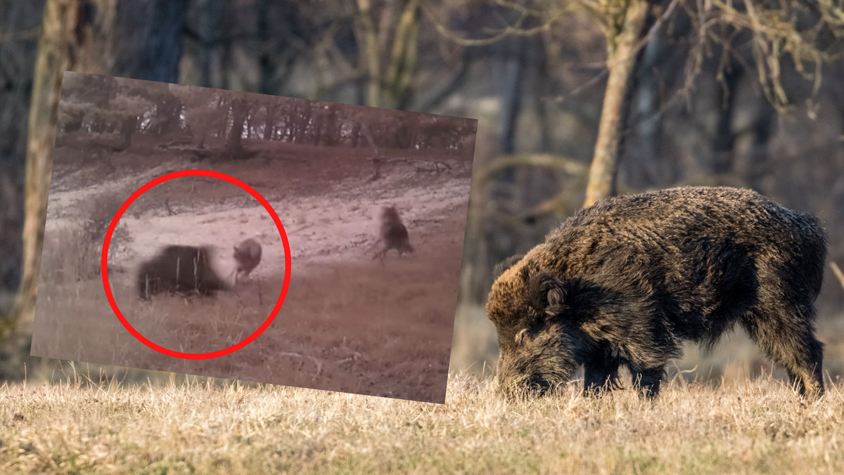 Zacięta walka wilków z dzikiem. Niecodzienne nagranie z Pomorza