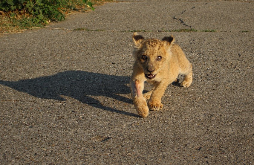 Pre mesec dana imao je četiri, a sada ima deset kilograma