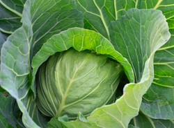 Młoda kapusta na anemię, otyłość, ból piersi... LISTA ZALET