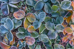 Ciepło już było. Nadciągają mrozy. Tak wygląda najnowsze prognoza pogody