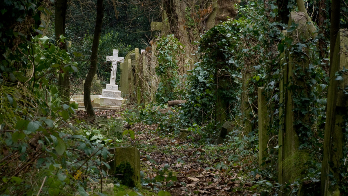 Mało jest takich miejsc na świecie, które mogą się równać z tym londyńskim cmentarzem pod względem ilości paranormalnych zdarzeń, do jakich tu dochodzi. Cmentarz Highgate ma już prawie 200 lat i jest bohaterem wielu mrożących krew w żyłach legend i opowieści. Mimo że uważa się, że jest nawiedzony, nie jest domem dla żadnego ducha. Być może dlatego, że te bały się mieszkających na nim... wampirów.