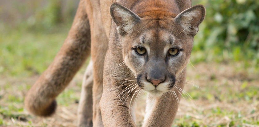 Dramat w Parku Narodowym. Rozwścieczona puma zaatakowała ośmiolatka