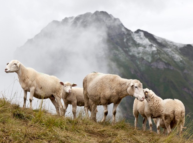 Szwajcaria, deszcz, śnieg i niskie temperatury utrudniają wypas owiec na alpejskich halach