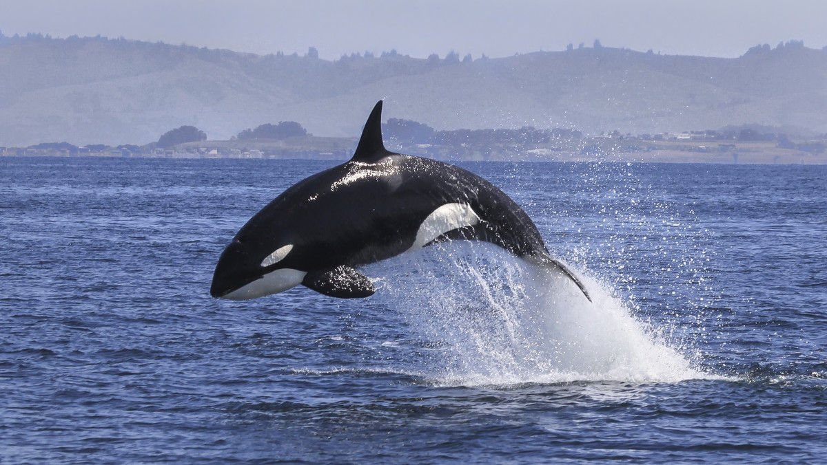 Naukowcom z Amerykańskiej Narodowej Służby Oceanicznej i Meteorologicznej (NOAA) udało się pobrać próbki skóry tajemniczych morskich zwierząt. Możliwe, że jest to nowy, nieznany dotąd gatunek orki - informuje "Time".