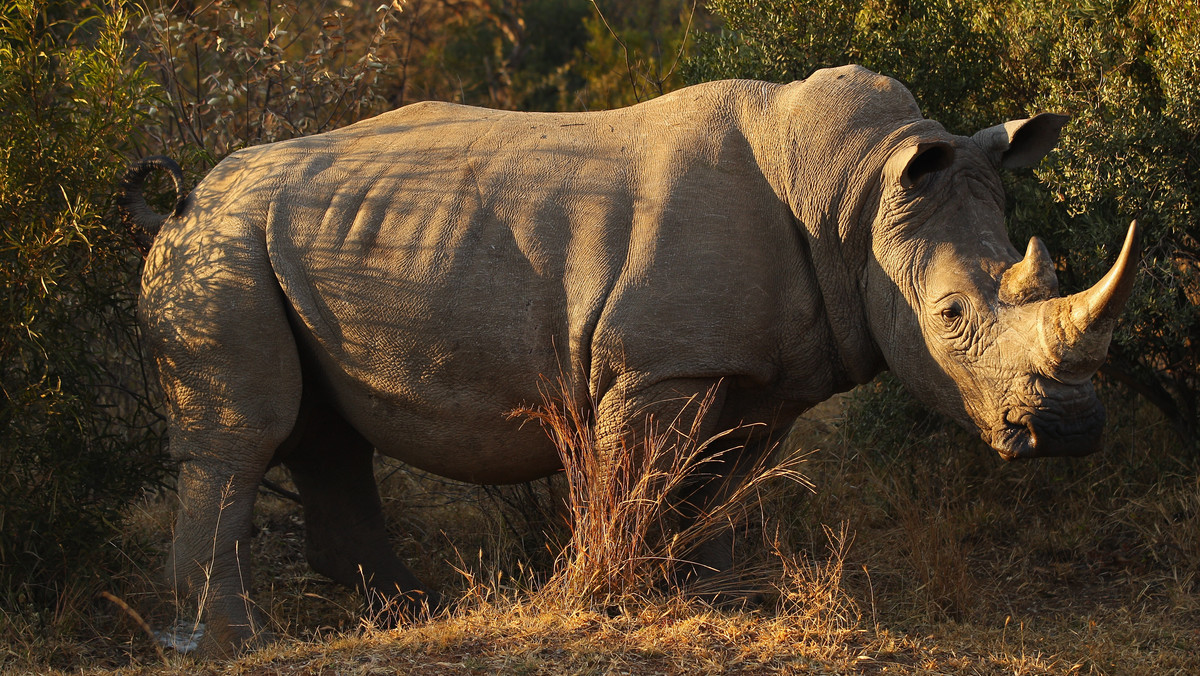 Co roku setki południowoafrykańskich nosorożców giną z rąk kłusowników tylko dlatego, że w Azji sproszkowany róg jest droższy od złota. Strażnicy z parków narodowych prowadzą nierówną walkę, z góry skazaną na niepowodzenie.