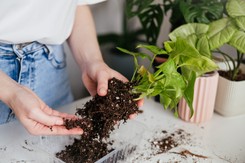 Rośliny doniczkowe chorują? Warto usunąć biały nalot z ziemi