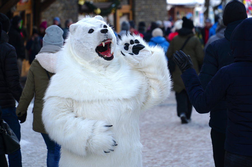 Niedźwiedź na Krupówkach, Zakopane