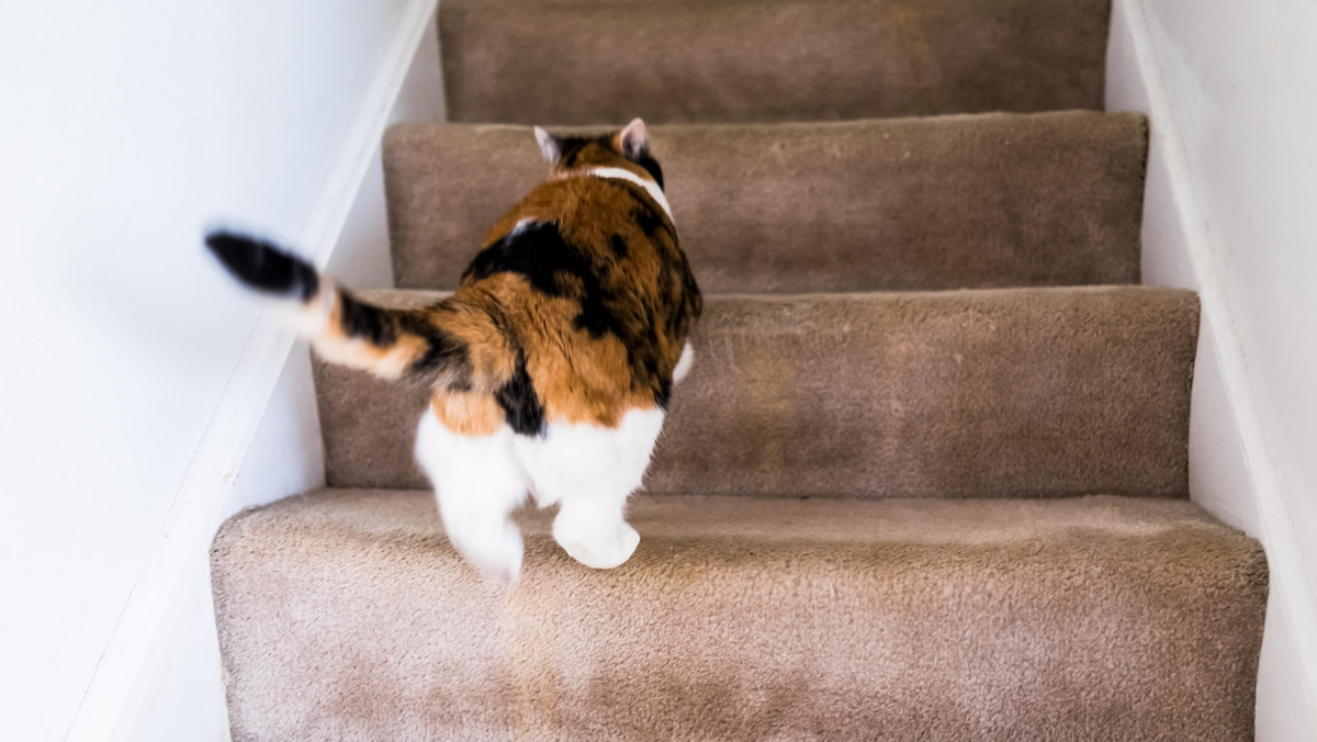 Zagadka: Kot idzie w górę, czy w dół? 