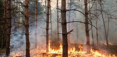 Pożar w Karkonoszach. 22 jednostki strażackie w akcji!