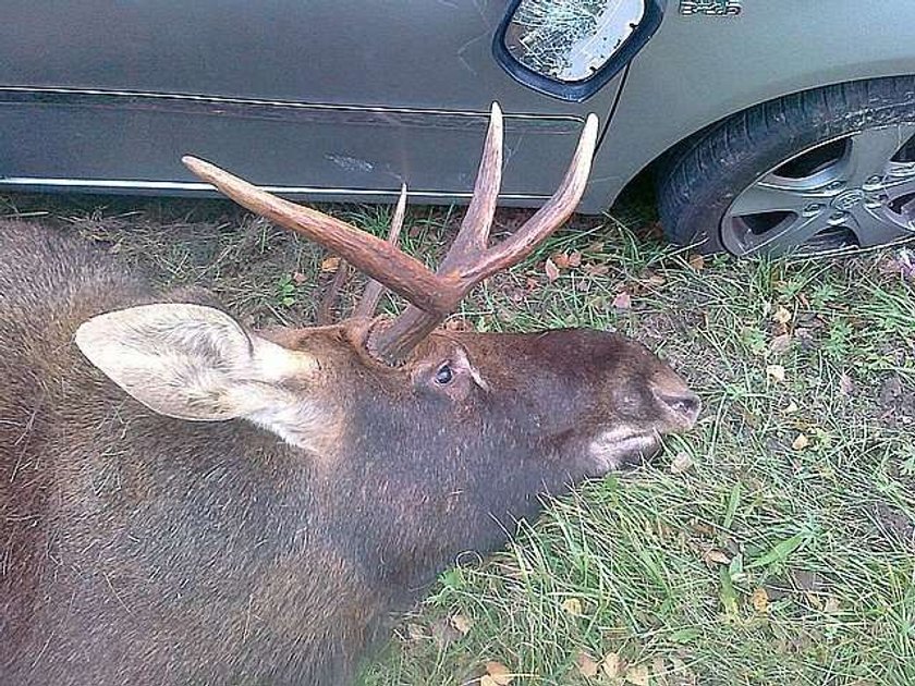 Przeżyli zderzenie z 300 kg łosiem! FOTY