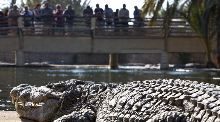 Ezt a szegény krokodilt dobálták halálra / Fotó: AFP