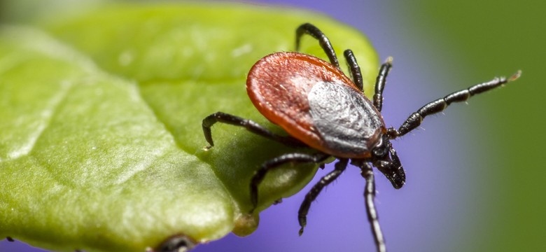 Kleszczowe zapalenie mózgu - groźne i nieprzewidywalne