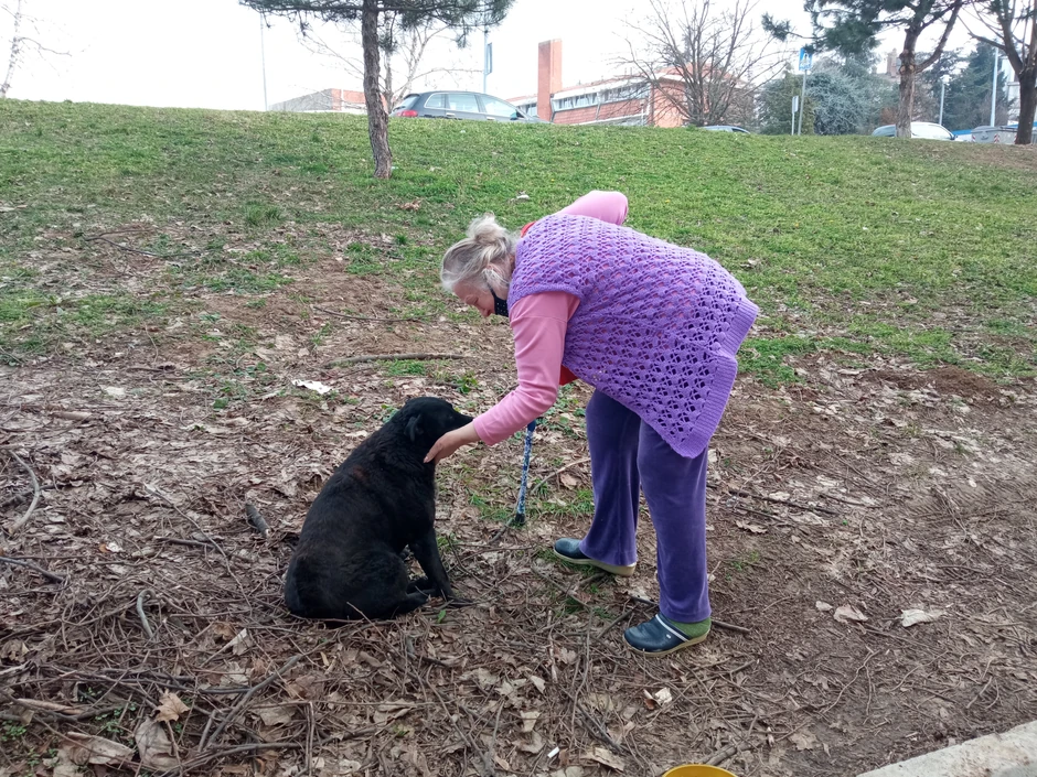 Sremčica, otrovani psi 2