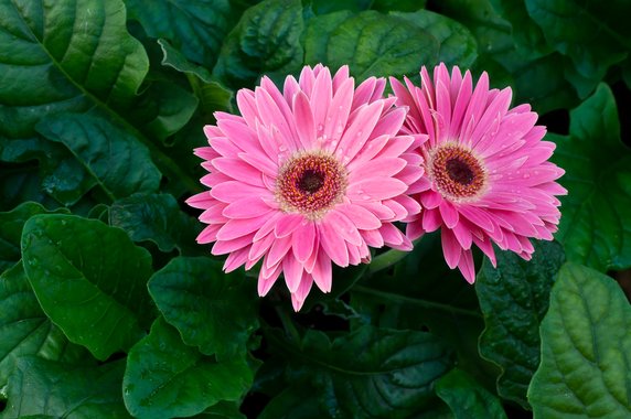 8. Kwiaty do sypialni: Gerbera