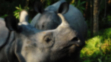 RPA: w 2011 roku rekordowo wysoka liczba zabitych nosorożców