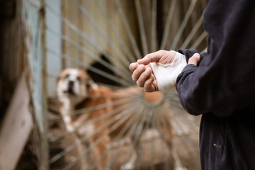 Veszettség: tünetei, vizsgálata és kezelési lehetőségei