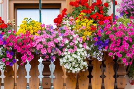 "Moj komšija uvek ima NAJLEPŠU TERASU jer cveće zaliva OVIM napitkom - biljke mu neprestano cvetaju i rastu kao lude"