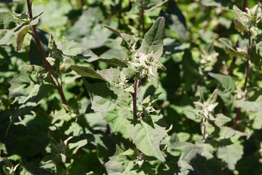 Łoboda ogrodowa (Atriplex hortensis)