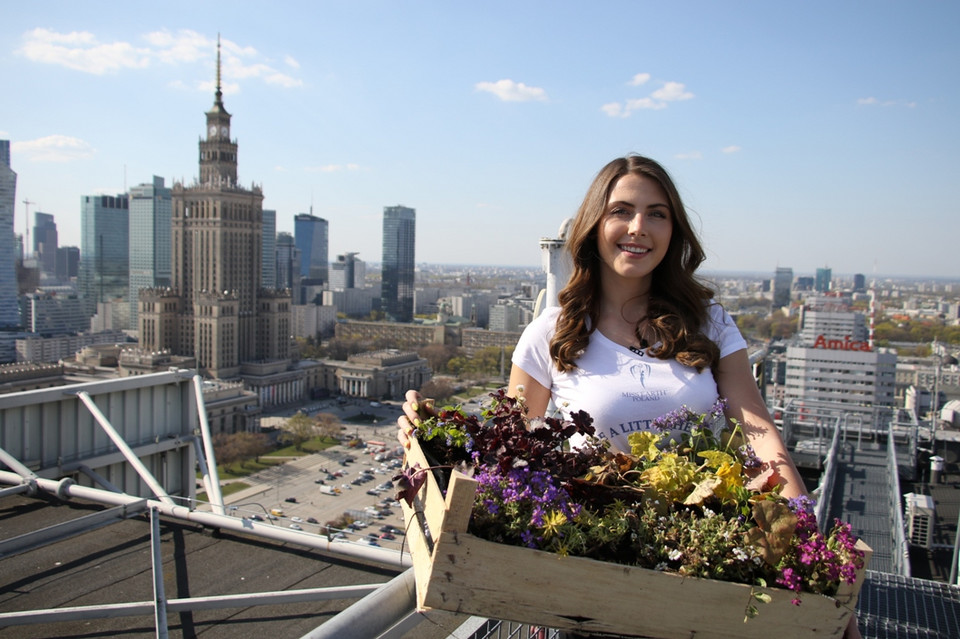 Gwiazdy podczas sadzenia miododajnych roślin