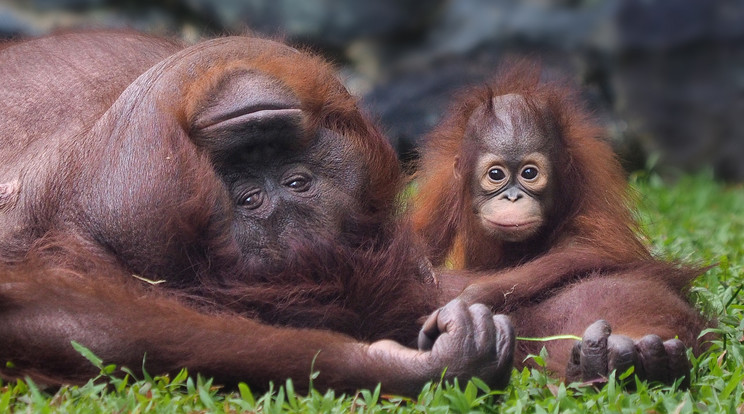 Csodálatos képek a játékos orángután kölyökről / Fotó: Northfoto