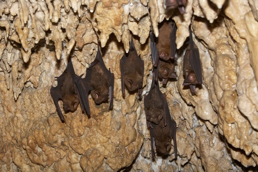 Naučnici su istraživali viruse kod šišmiša