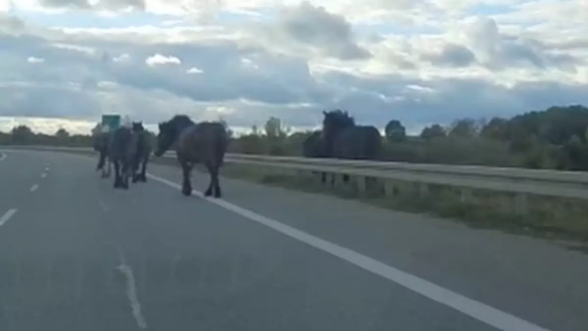 Konie spacerujące obwodnicą Ełku