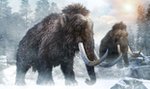 Mamut Maniek będzie atrakcją wystawy w Muzeum Archeologicznym w Łodzi. Tak wygląda konserwacja prehistorycznego giganta