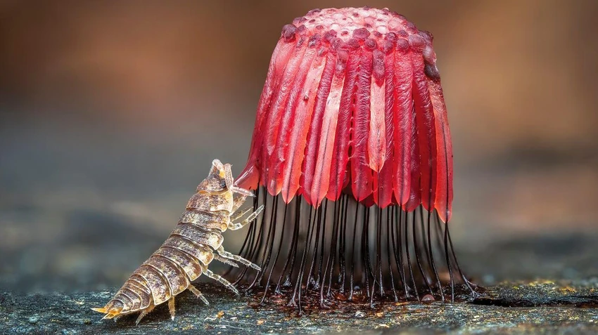 Ova slika mokrica koja jede sluzavu buđ osvojila je Bariju nagradu u kategoriji Prirodni svet za fotografiju časopisa New Scientist | Foto: Barry Webb