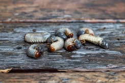 Sieją spustoszenie w ogrodach Polaków. Zastosuj ten trik, a nie będą miały szans