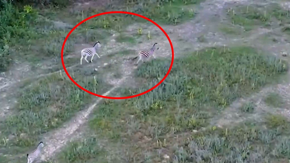 Nagranie z Węgier uderza w Viktora Orbana. Zakpił choćby Radosław Sikorski