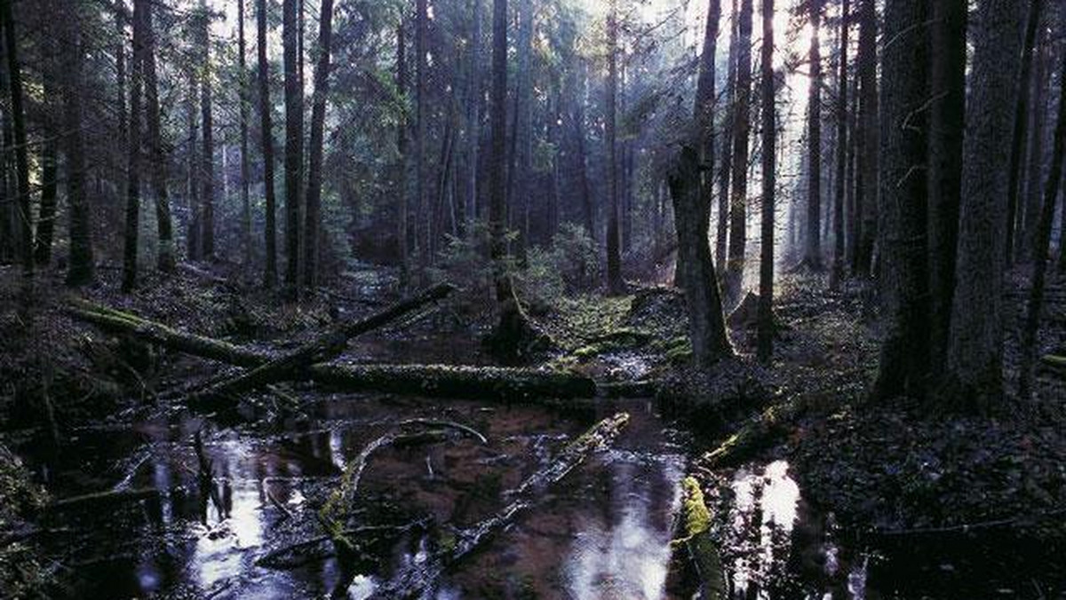 Galeria Polska - Podlasie - Okolice pierwotnej Europy, obrazek 1