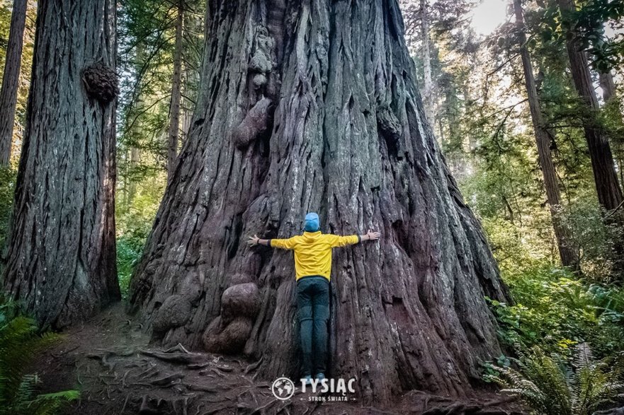 Park Narodowy Redwood.  fot. Tysiąc Stron Świata