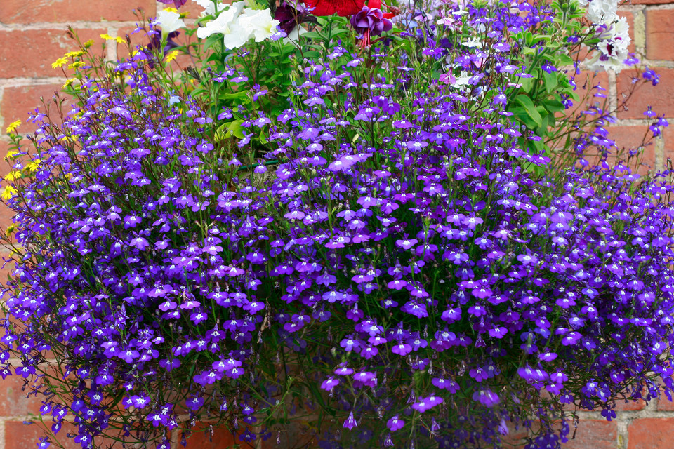 Lobelia przylądkowa (stroiczka)