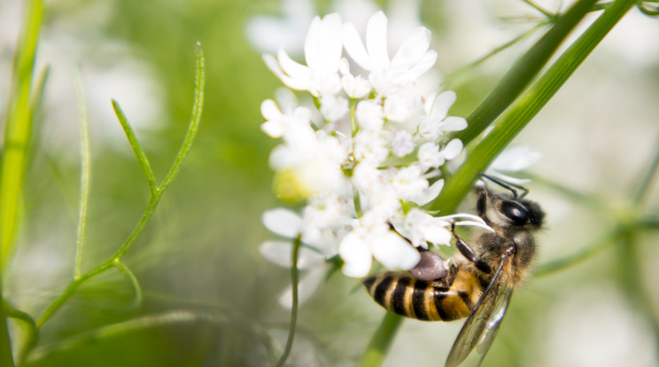 A kertünkbe látogató méhek, lepkék és más rovarok elvégzik a beporzást / Fotó: Northfoto