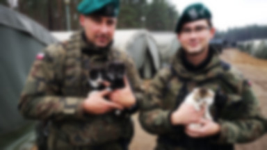 Polscy żołnierze uratowali na poligonie kotki. Dzielą się z nimi racjami
