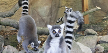 Lemur rozpustnik ma cztery żony