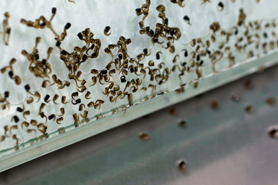 Female mosquito pupae (top) are separated from male ones (bottom) at a ‘sex separation area’ at Sun Yat-Sen University-Michigan State University Joint Center of Vector Control for Tropical Disease. Female mosquitoes feed on blood, while males feed on nectar.