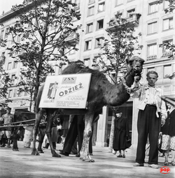 Wielbłąd na placu Konstytucji. Życie codzienne mieszkańców Warszawy w latach 1945-55 [ZDJĘCIA]