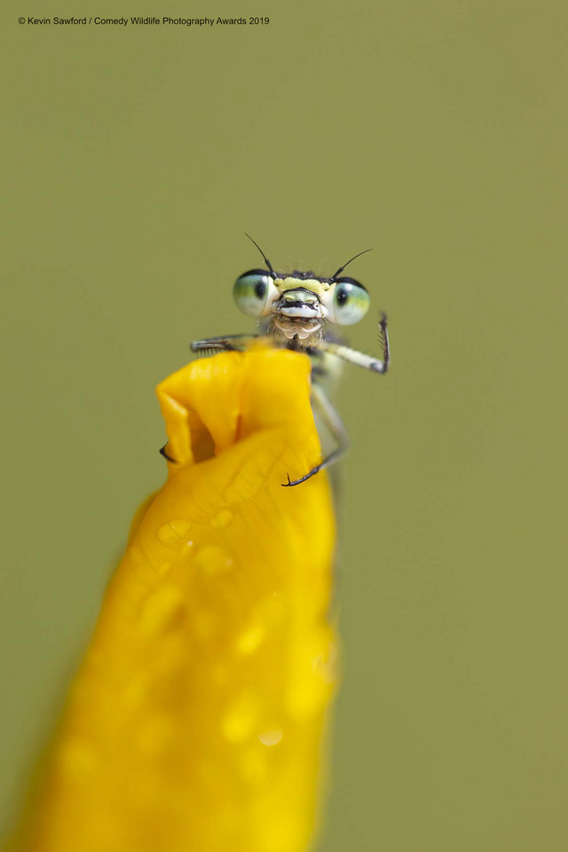 Finaliści Comedy Wildlife Photo Awards 2019