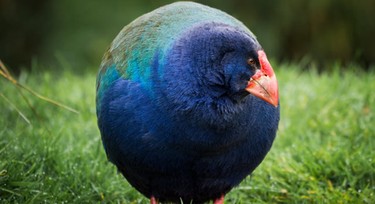 5 amazing animals that came back from extinction