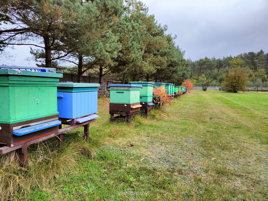 Zgnilec amerykański atakuje pszczoły w Łódzkiem. Jak z nim walczyć?