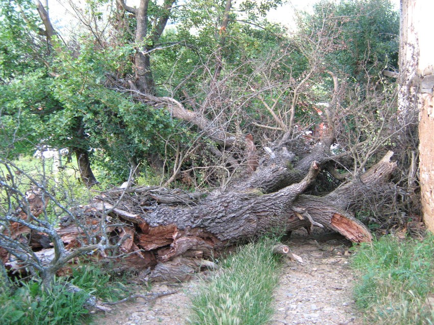"Sveto drvo" kruške na obali Zavojskog jezera