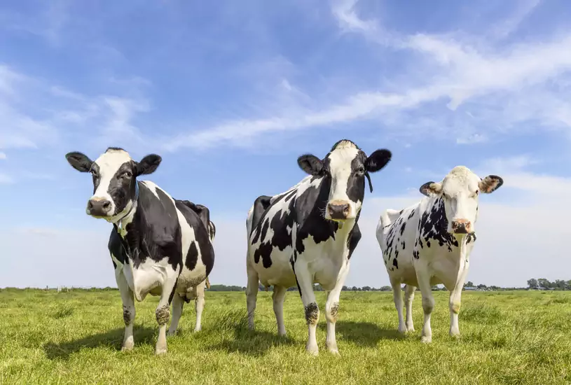 74 mln dolarów na suplement dla krów. Ten kraj walczy z "krowimi gazami"