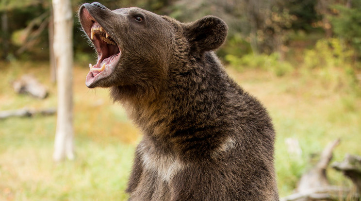 A medve valószínűleg bocsai miatt volt agresszív